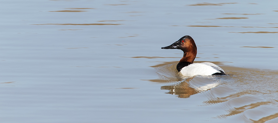 A Canvasback duck.