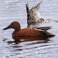 Cinnamon Teal.