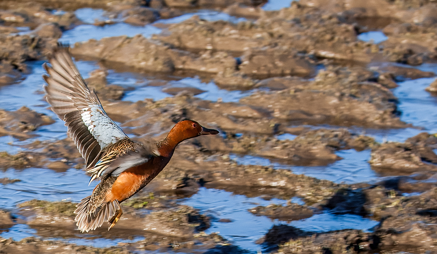 Cinnamon Teal.