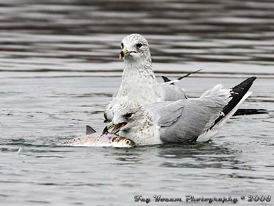Ring-billed Gull eating a fish that is almost as big as it is.