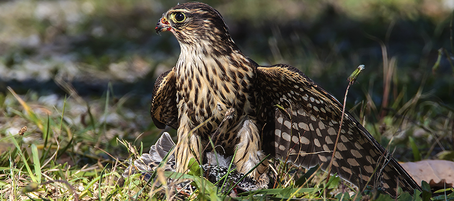 Merlin stretching wing.