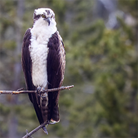 Osprey.