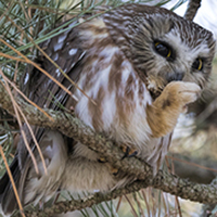 What are Birds of Prey.