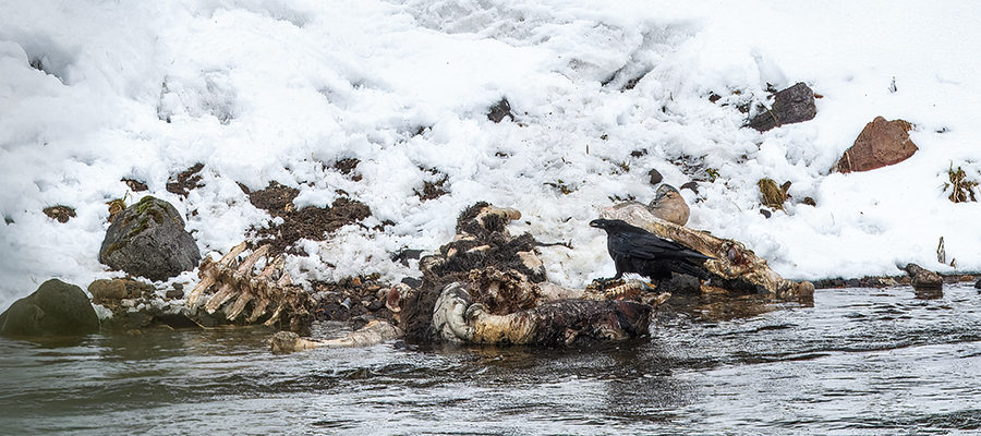 Raven on a carcass by the Yellowstone River.