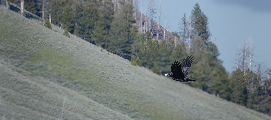 Raven with Stolen Egg.