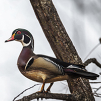 American Wood Duck.