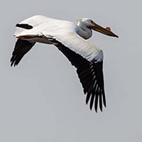 American White Pelican in flight.