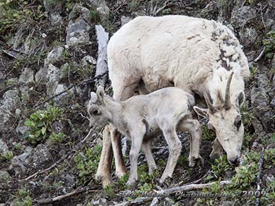 Bighorn ewe and lamb.