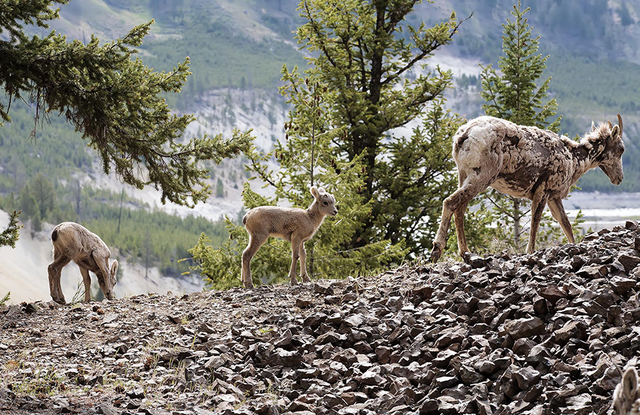 Bighorn sheep ewe with her twins