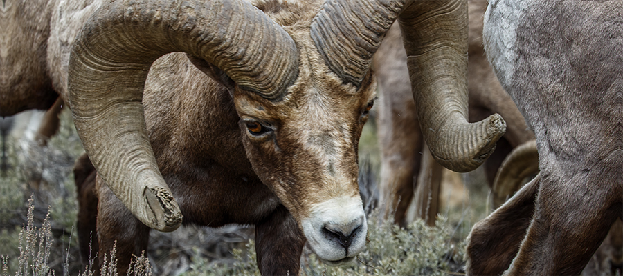 Bighorn Sheep ram with broomed horns.