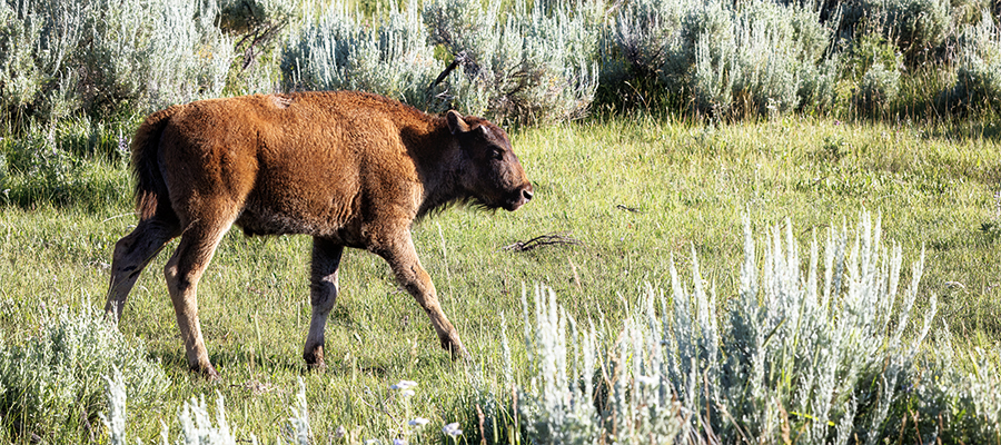 Bison calf in mid-July. It is getting darker in color and its horns are starting to grow.