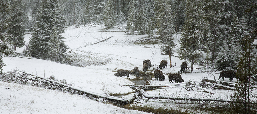 Small herd of bison getting snowed on.