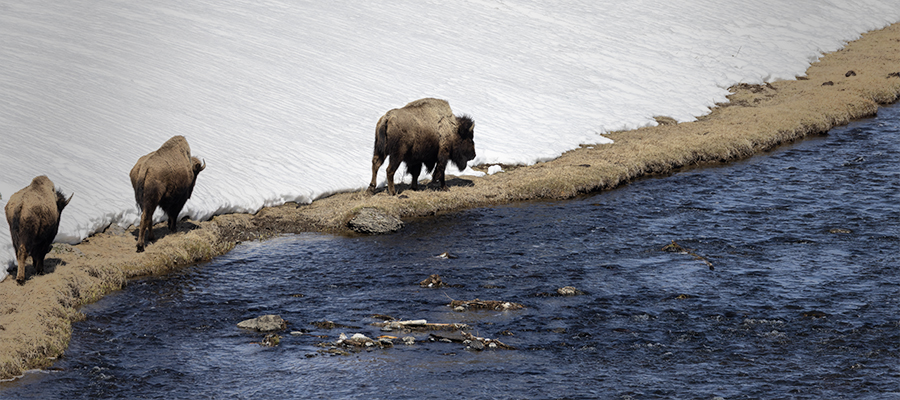 Bison walking along the Madison River in the winter.