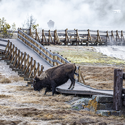 Bison going over boardwalk.