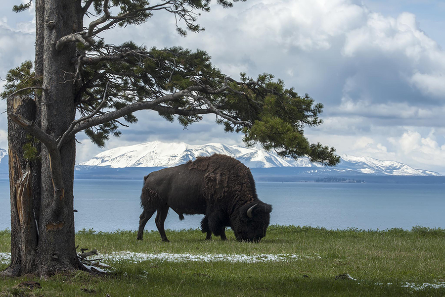 Bison grazing under tree with lake and mountain in background