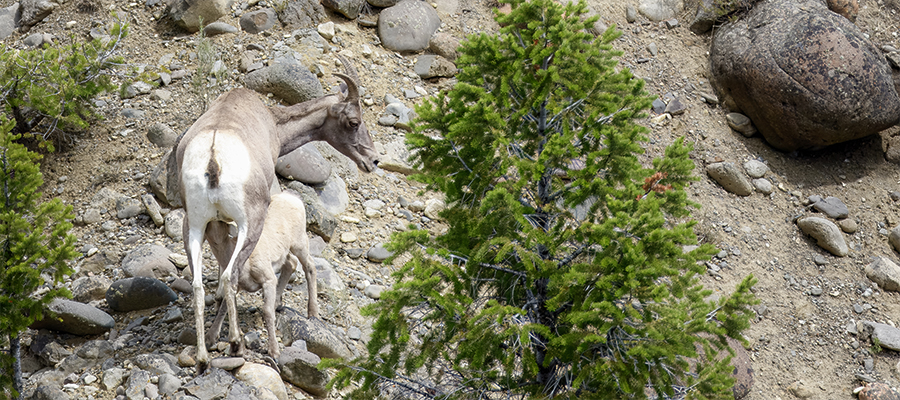 Bighorn we and lamb on steep hill stopping for a bite of lunch.
