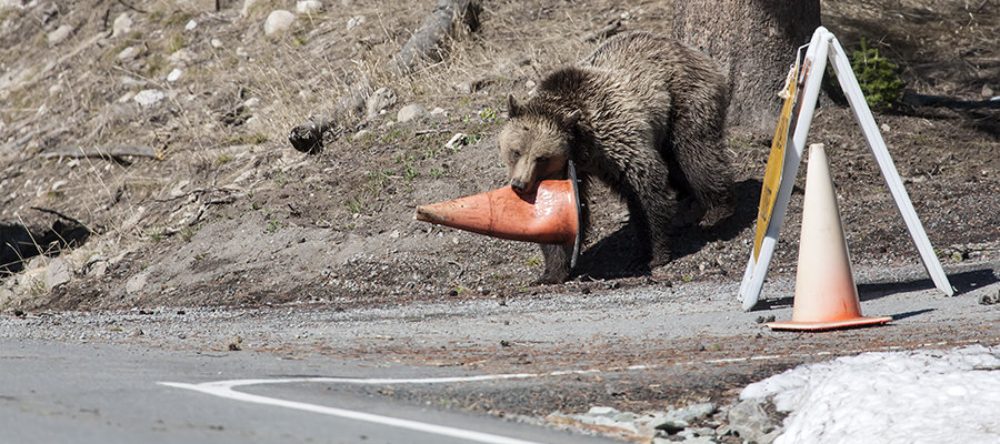 Girzzly carring a traffic cone.