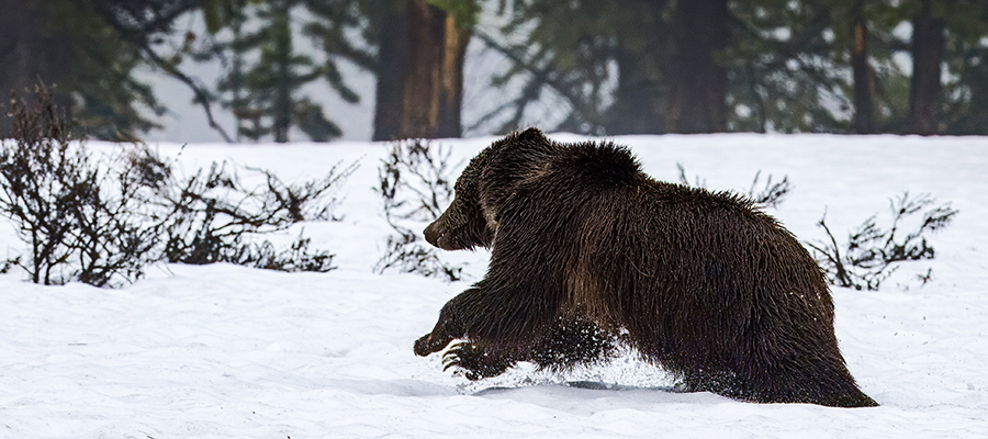 Grizzly running across snow.