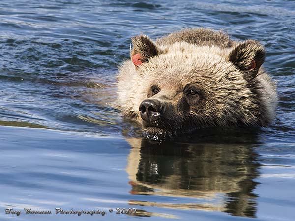 Swimming grizzly bear