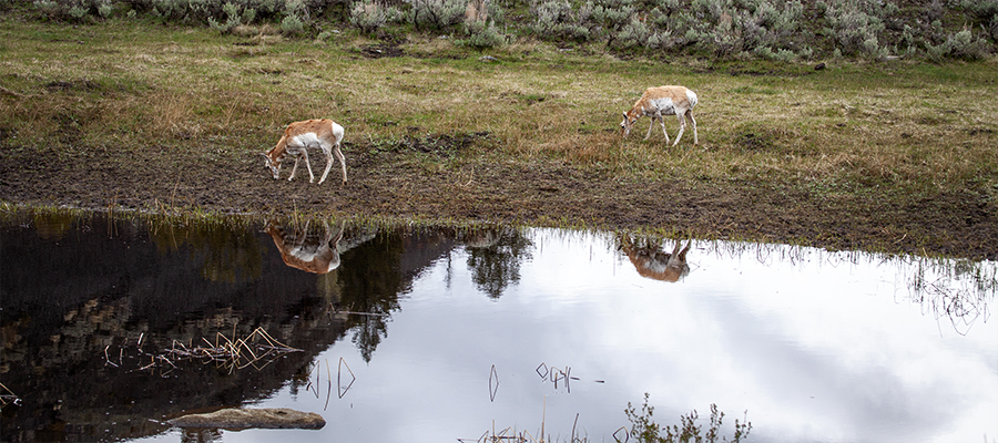 Two pronghorn grazing by pond.
